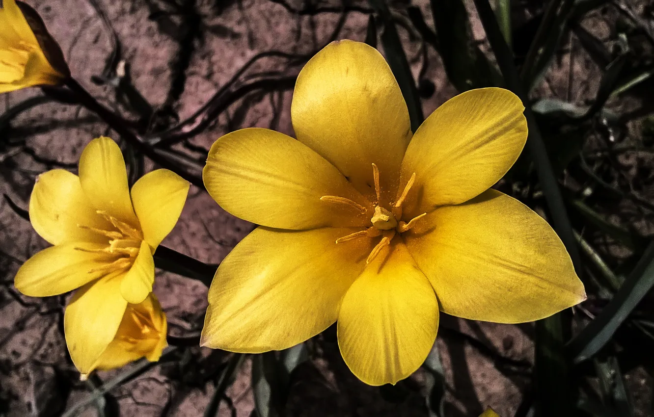Фото обои Yellow, Spring, Tulips, Petals, yellow tulips, Yellow tulips, Wild Tulips