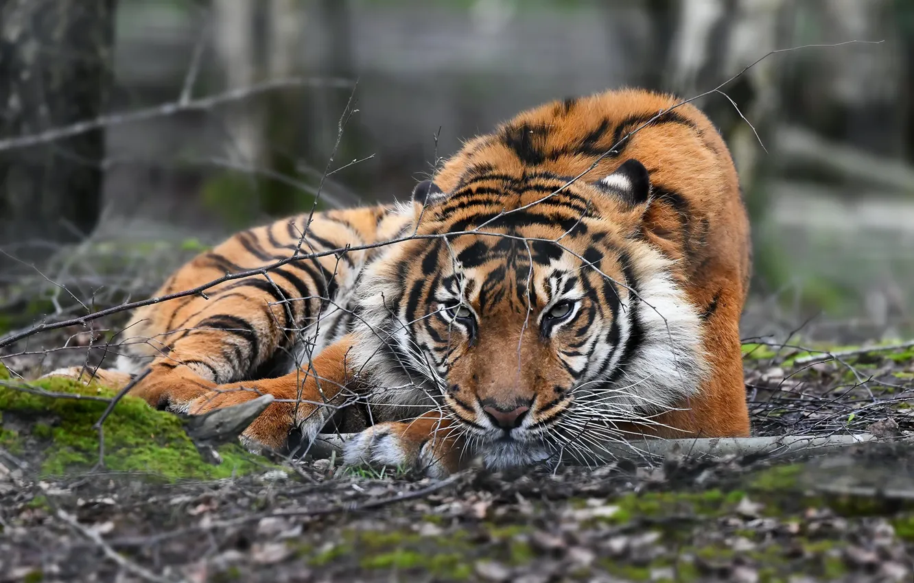Фото обои природа, тигр, зверь