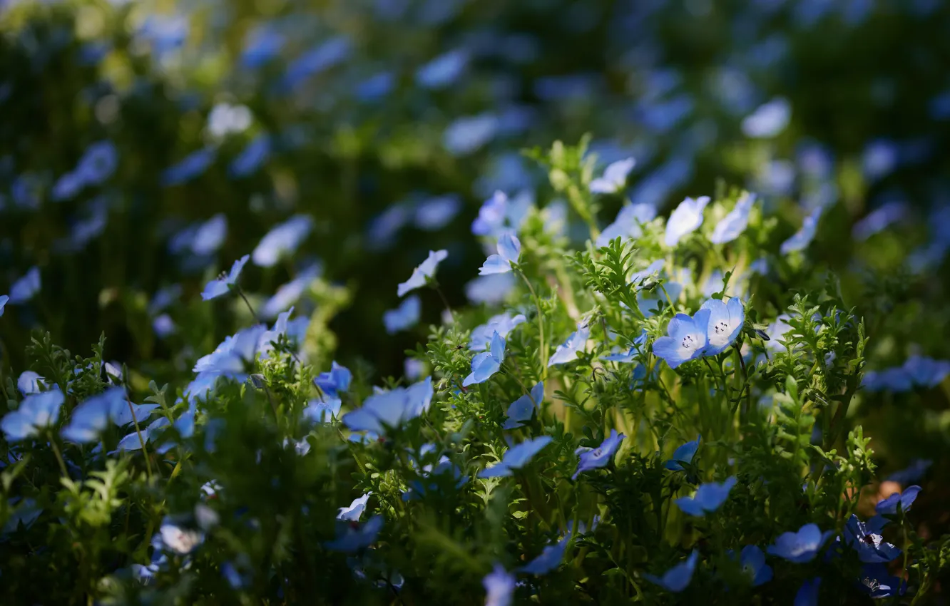 Фото обои свет, цветы, поляна, голубые, немофила