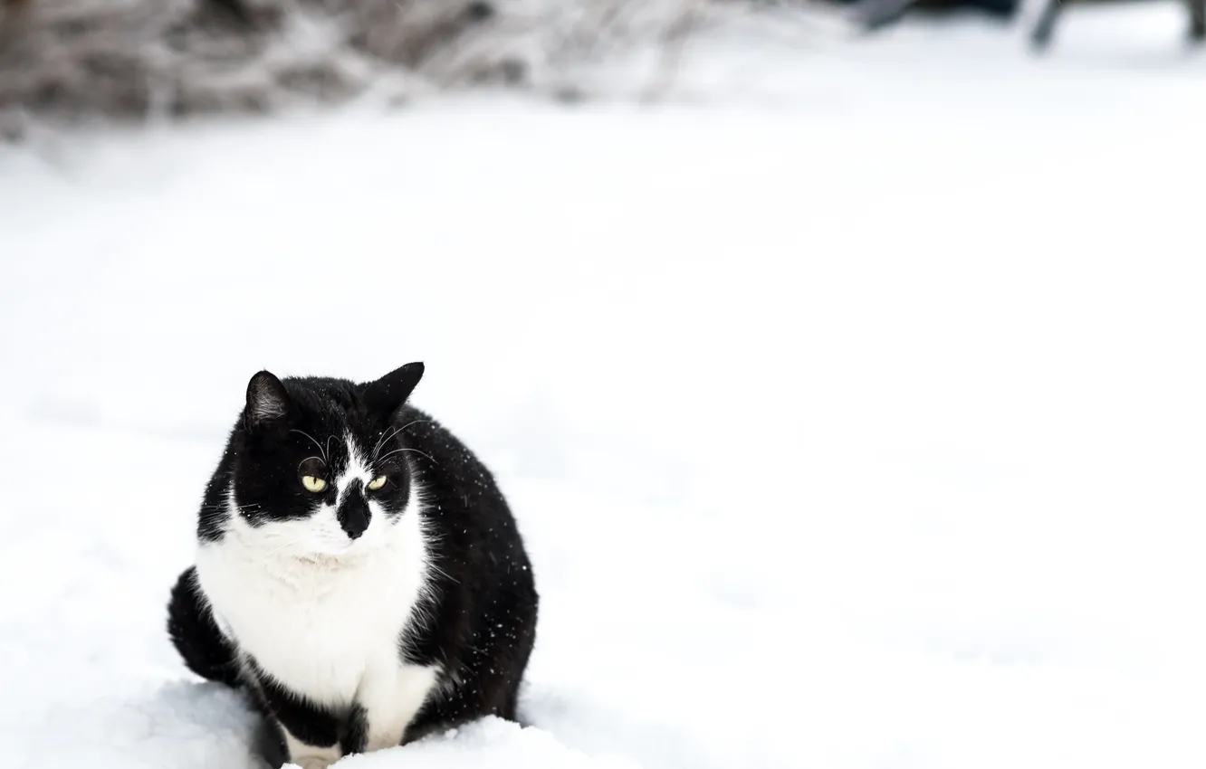 Фото обои зима, кошка, снег, черная, белая, сидит