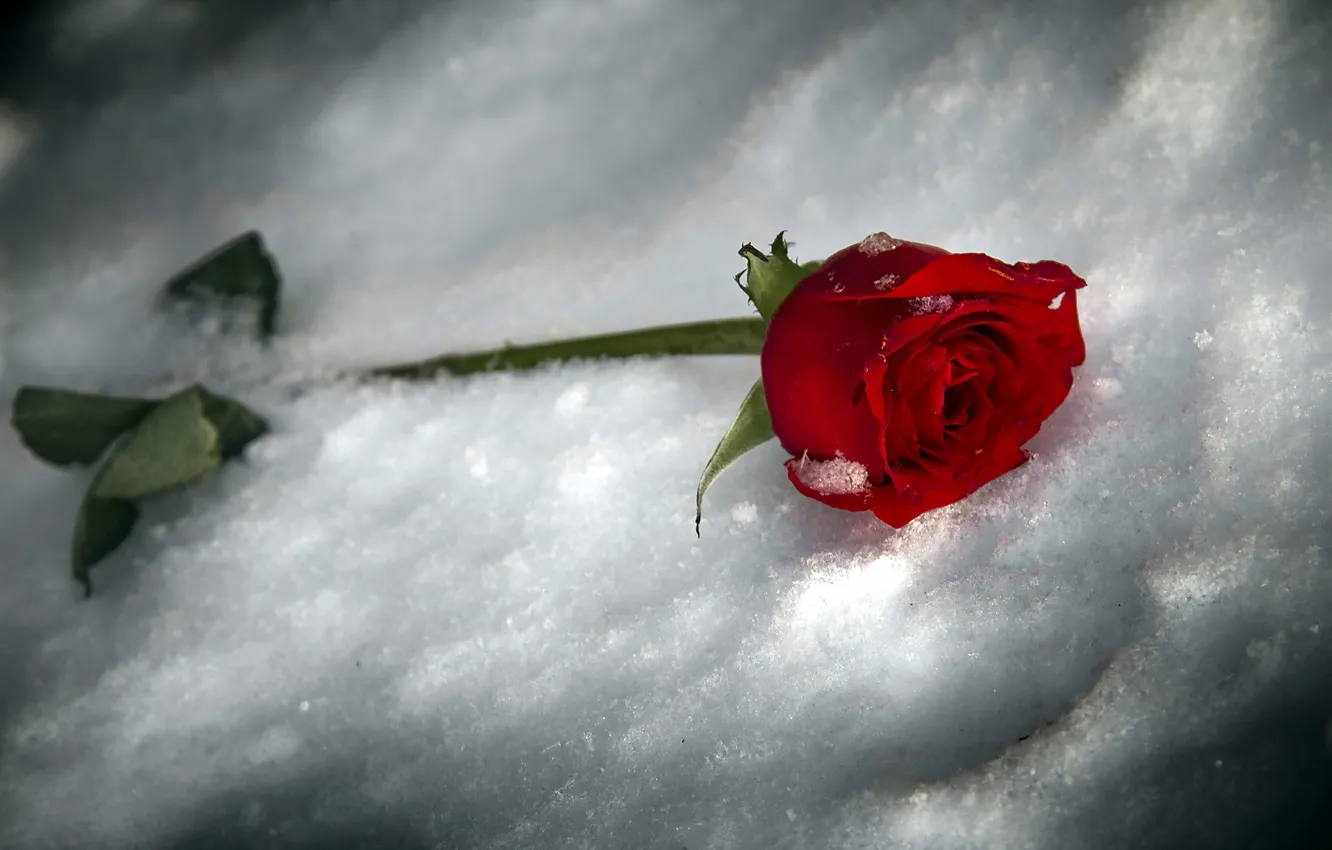 Фото обои снег, фон, роза