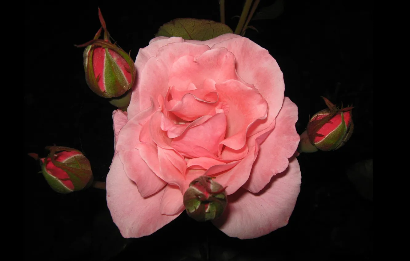 Фото обои роза, минимализм, бутоны, чёрный фон, розовая роза