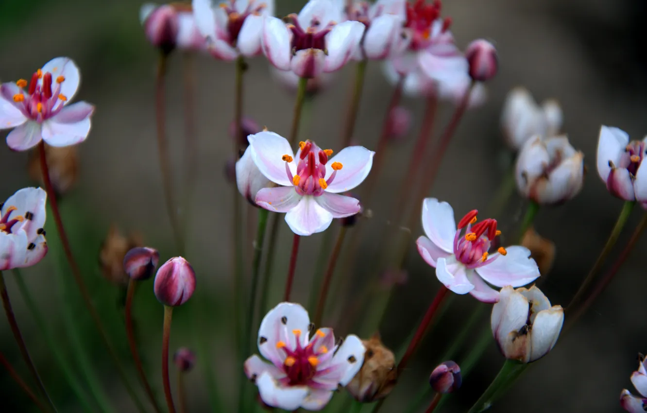 Фото обои макро, цветы, природа, nature, flowers