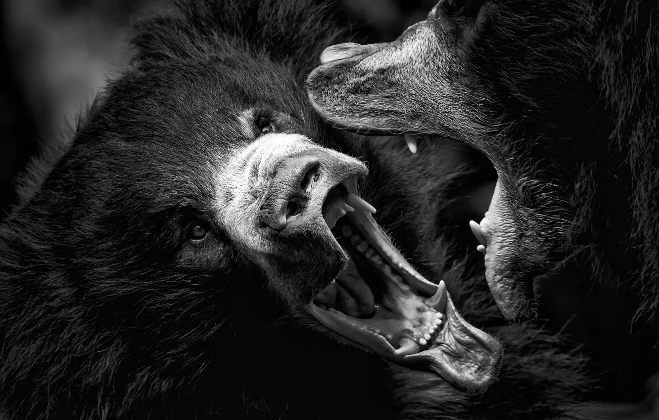 Фото обои звери, медведи, пасть, клыки, большие