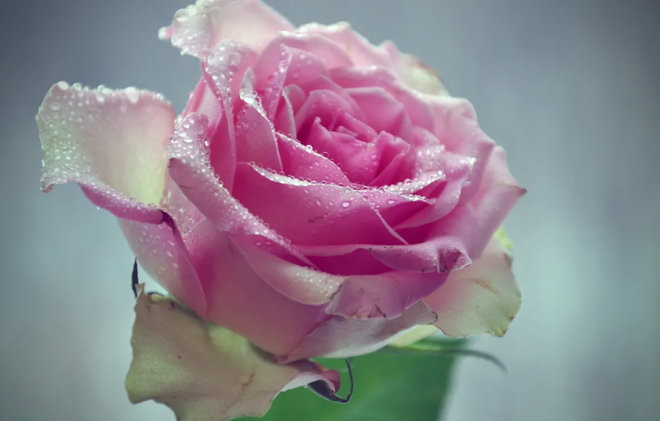 Фото обои flower, pink, water, with, macro, drops