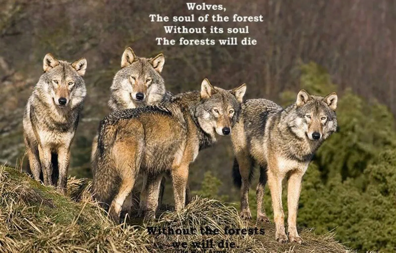 Фото обои nature, predator, animal, wolf, wildlife, portrait, quote, wolf wisdom