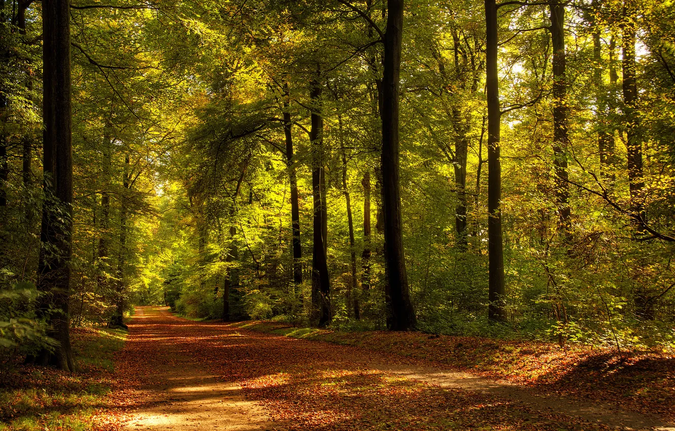 Фото обои дорога, осень, деревья, природа, листва