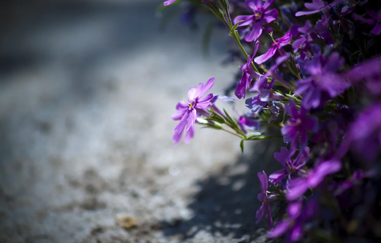 Фото обои фиолетовый, цветы, природа, красота, flower, nature, beauty, purple