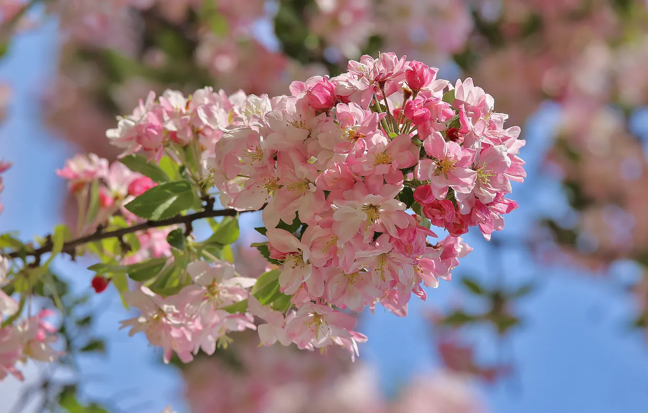 Фото обои fresh, blossom, spring