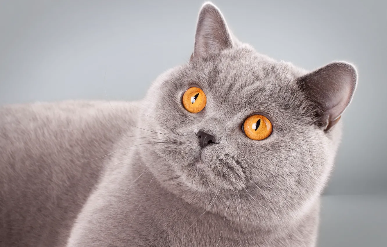 Игра серый кот. Британская кошка желтая. Серебристый британец с желтыми глазами. Мордочки британок кошек.