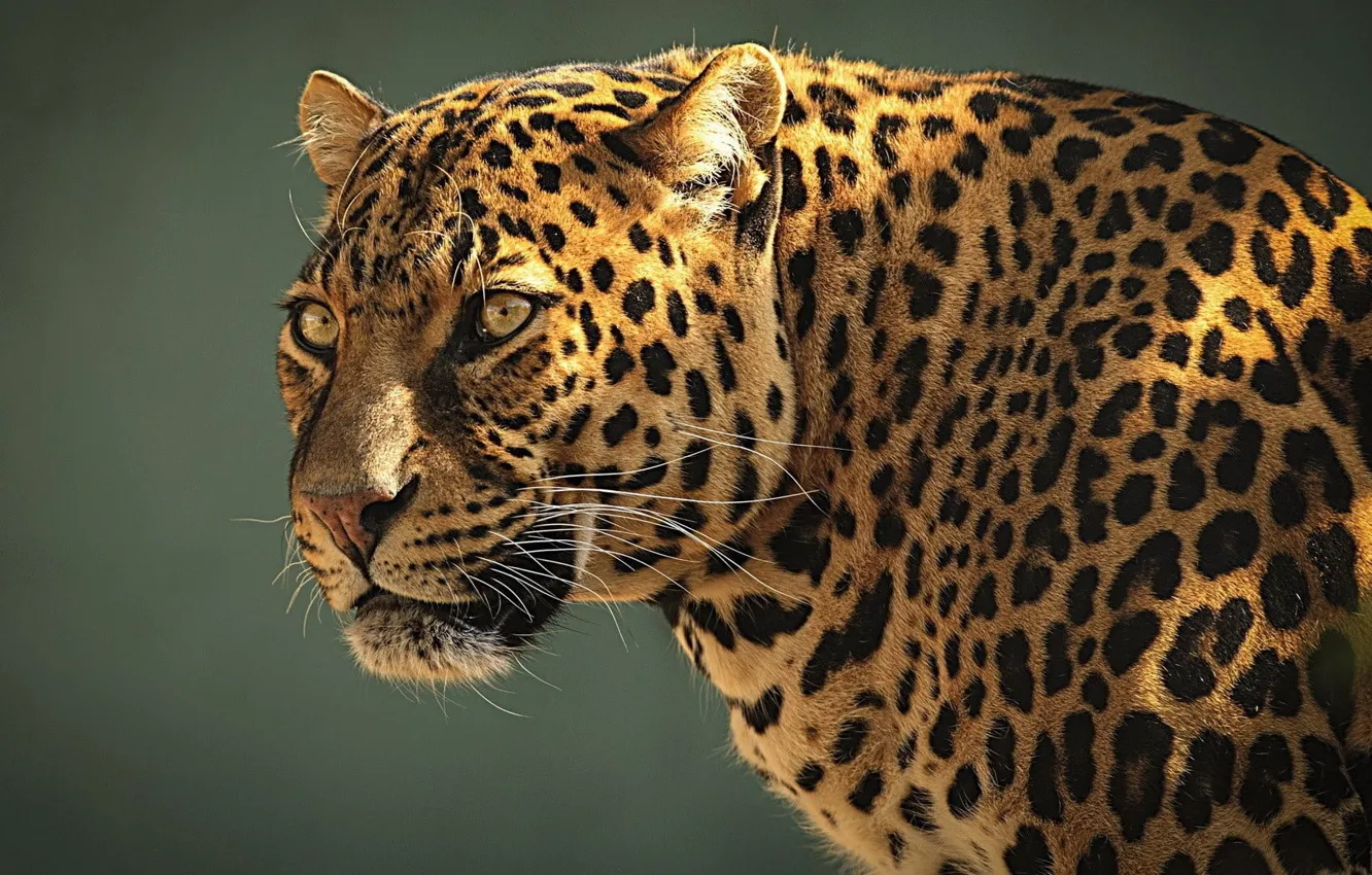 Фото обои animals, nature, big cats, leopard (animal), .leopard