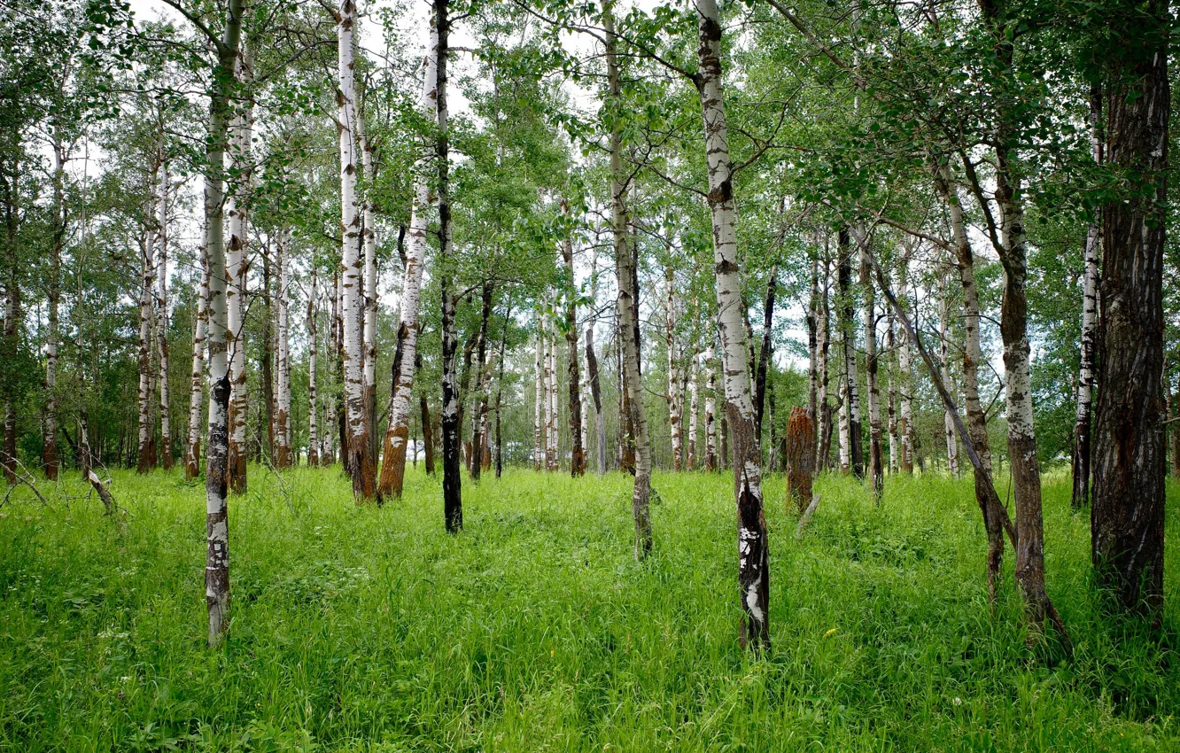 Фото обои лес, трава, берёзы