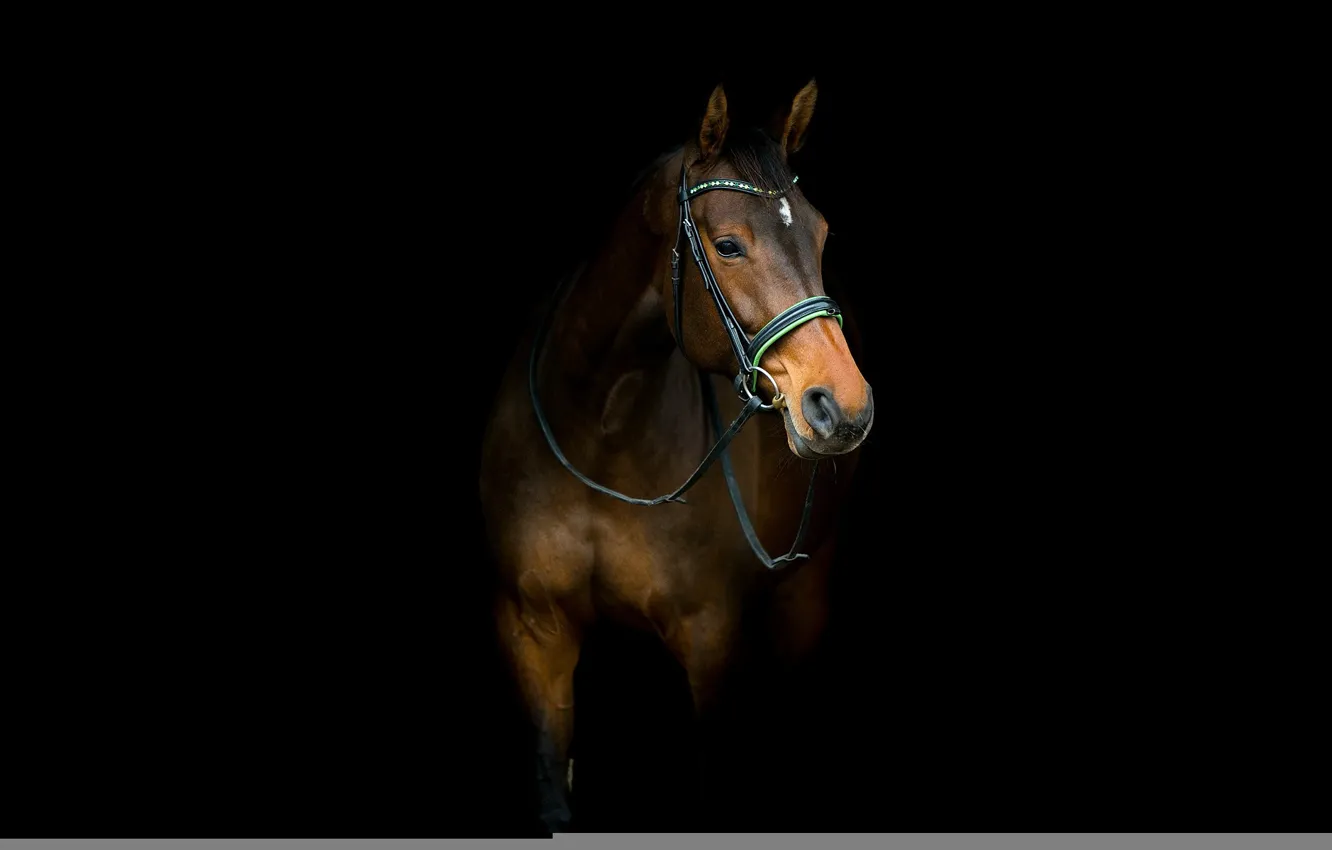 Фото обои фон, конь, лошадь