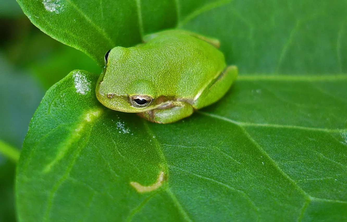 Фото обои зелень, лист, Лягушка
