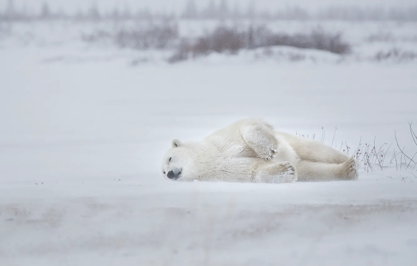 Фото обои зима, снег, сон, Полярный медведь, Белый медведь, спящий
