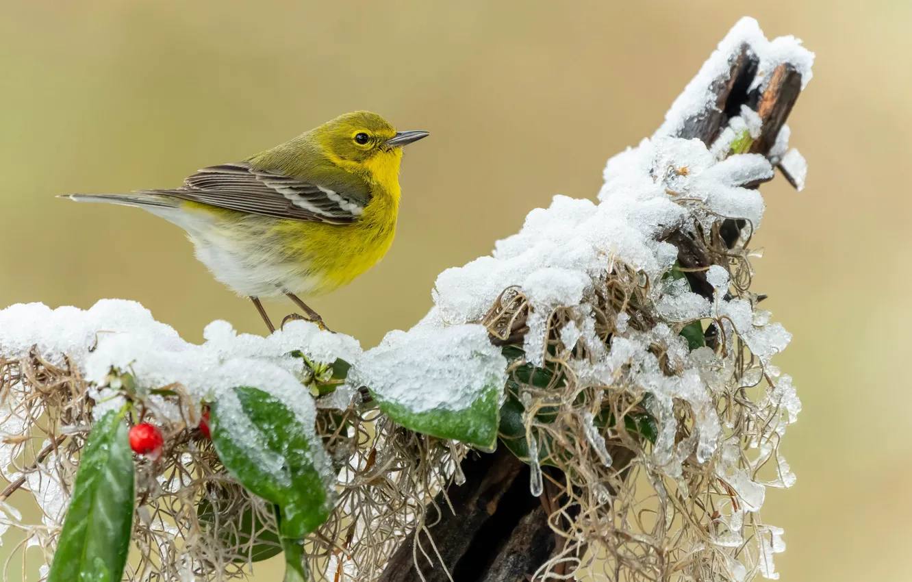 Фото обои лед, зима, иней, листья, снег, ветки, ягоды, фон