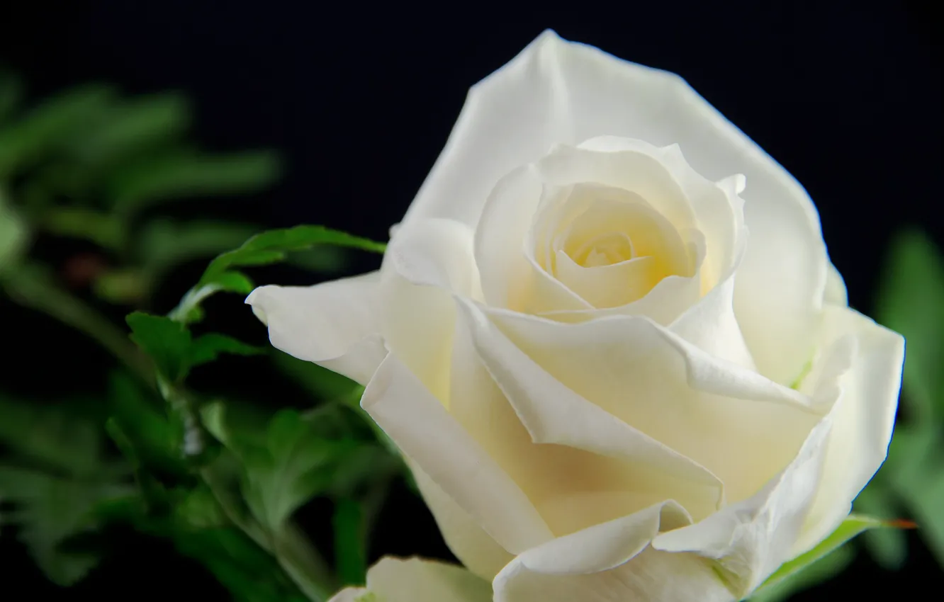 Фото обои Роза, Цветок, Белый, Бутон