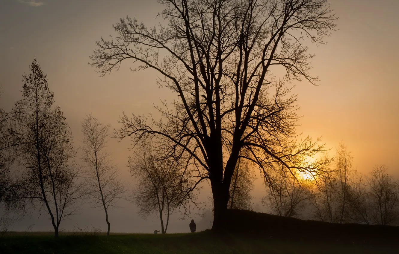 Фото обои солнце, деревья, закат, туман, человек, Вечер, собака, прогулка