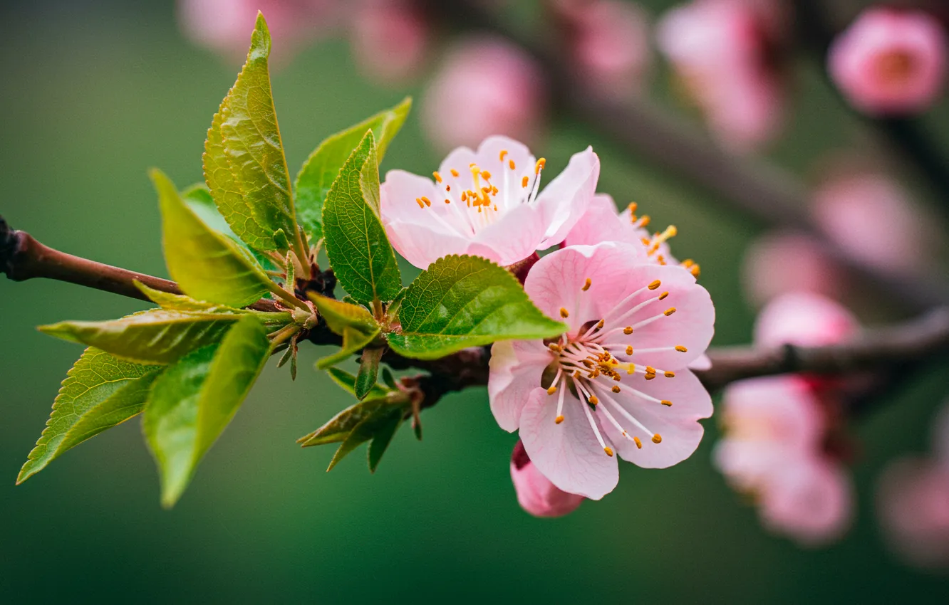 Фото обои листья, цветы, ветки, обои, wallpaper, flowers, leaves, боке