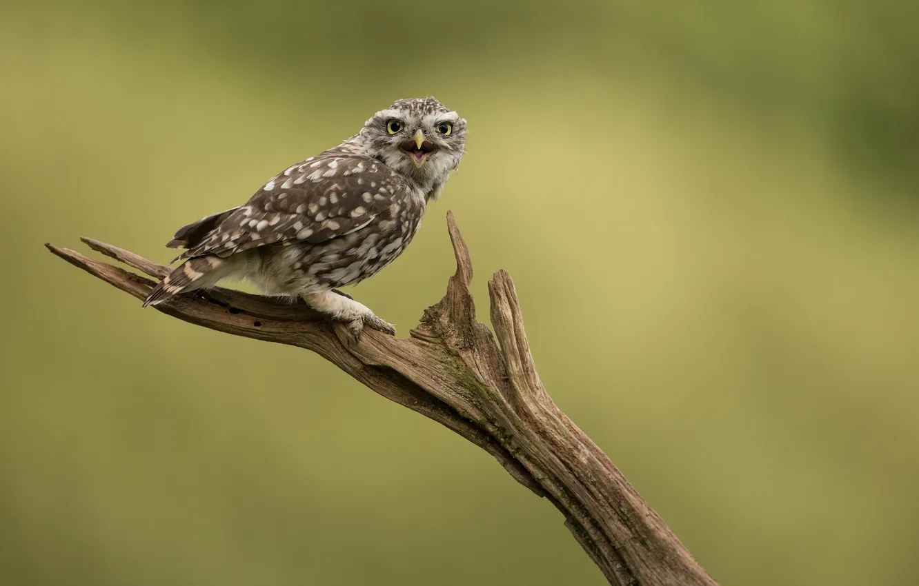 Фото обои природа, птица, Little Owl