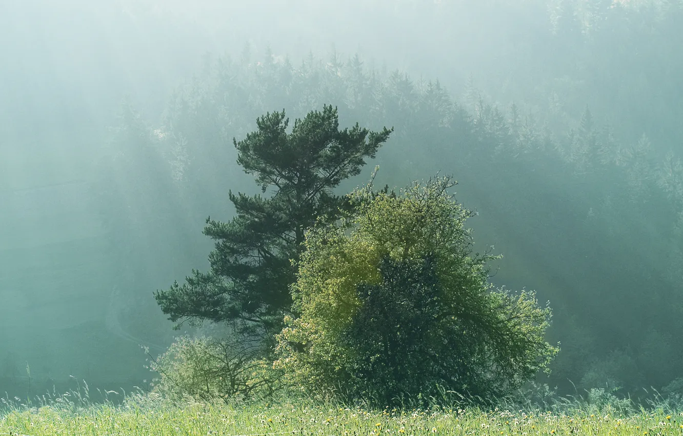 Фото обои деревья, природа, туман, утро, forest, trees in fog