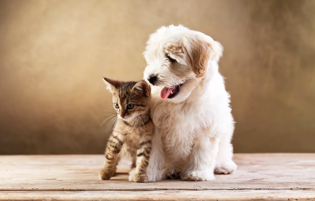 Фото обои котенок, собака, друзья, болонка, kitten, cat, dog
