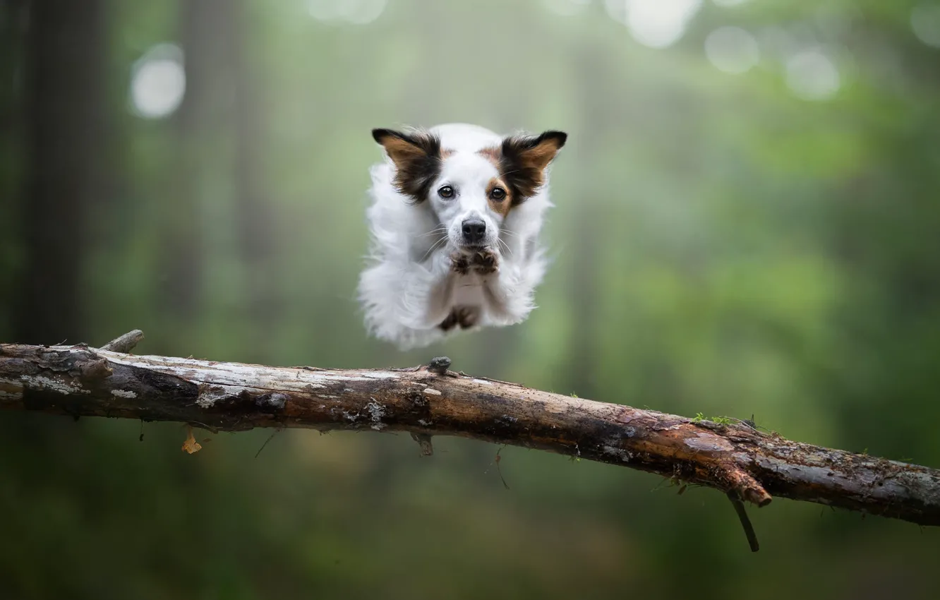 Фото обои animal, fun, fast, jumping dog