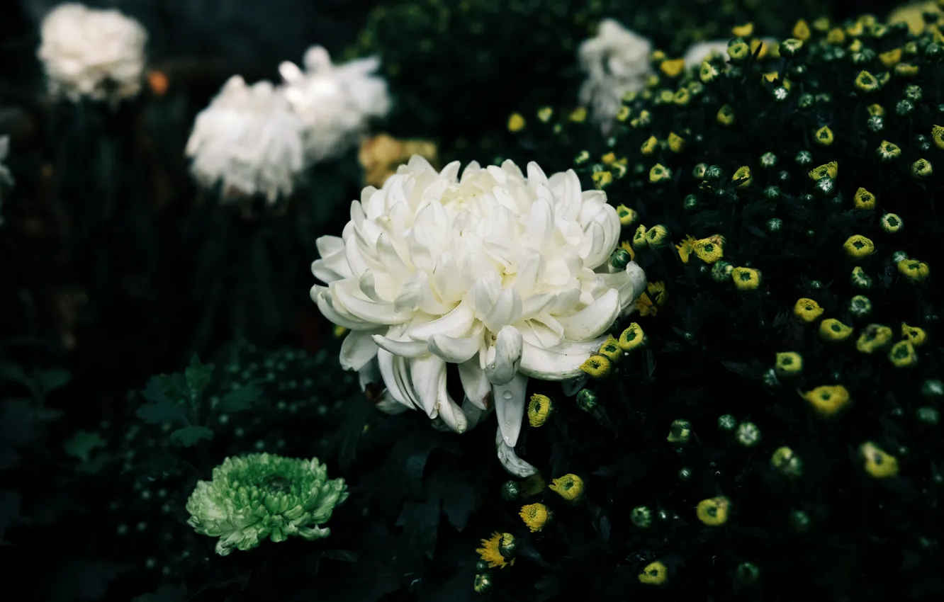 Фото обои цветы, темный фон, желтые, сад, белые, цветочки, клумба, кусты