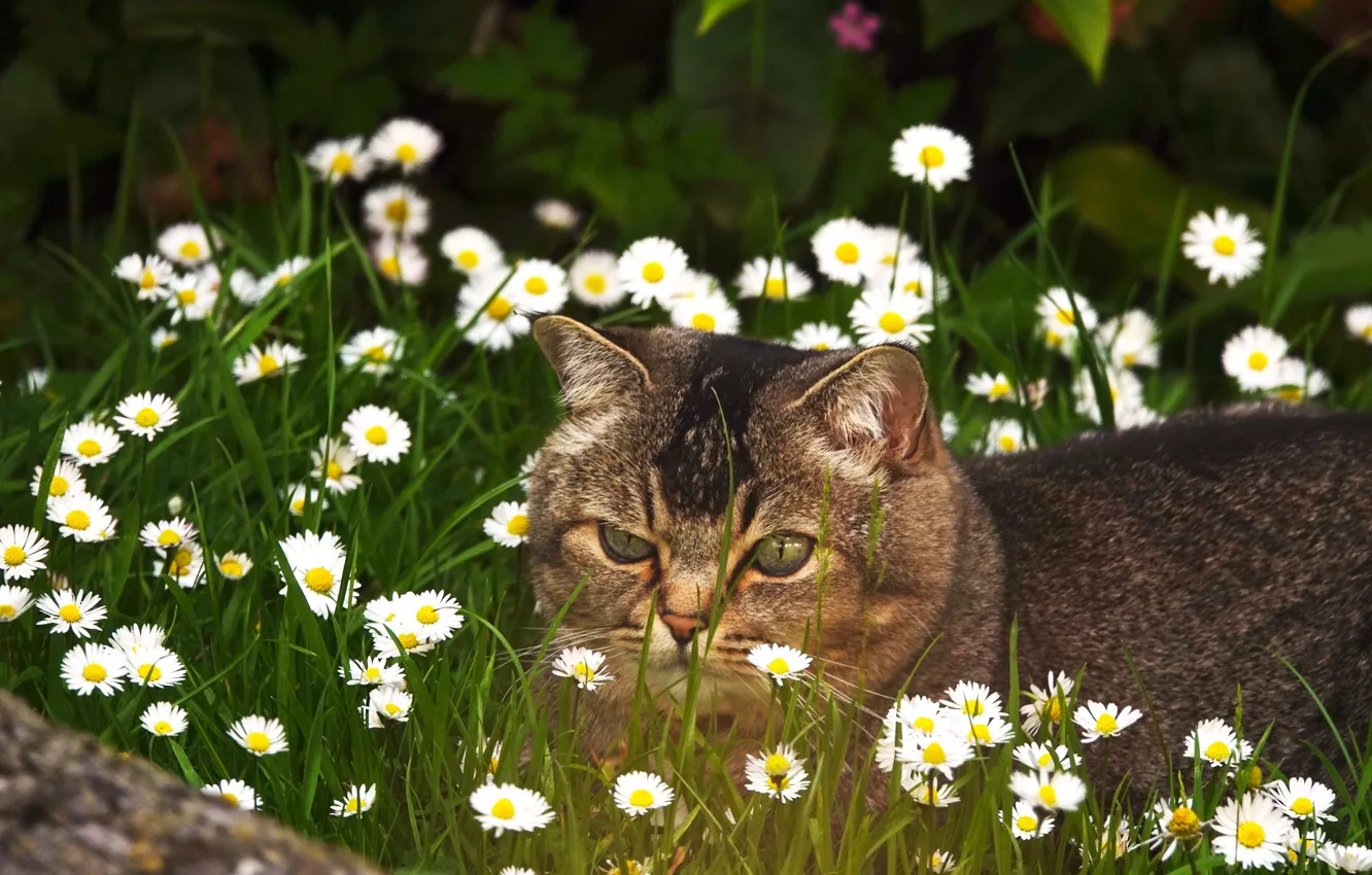 Фото обои кошка, лето, трава, кот, взгляд, морда, цветы, серый