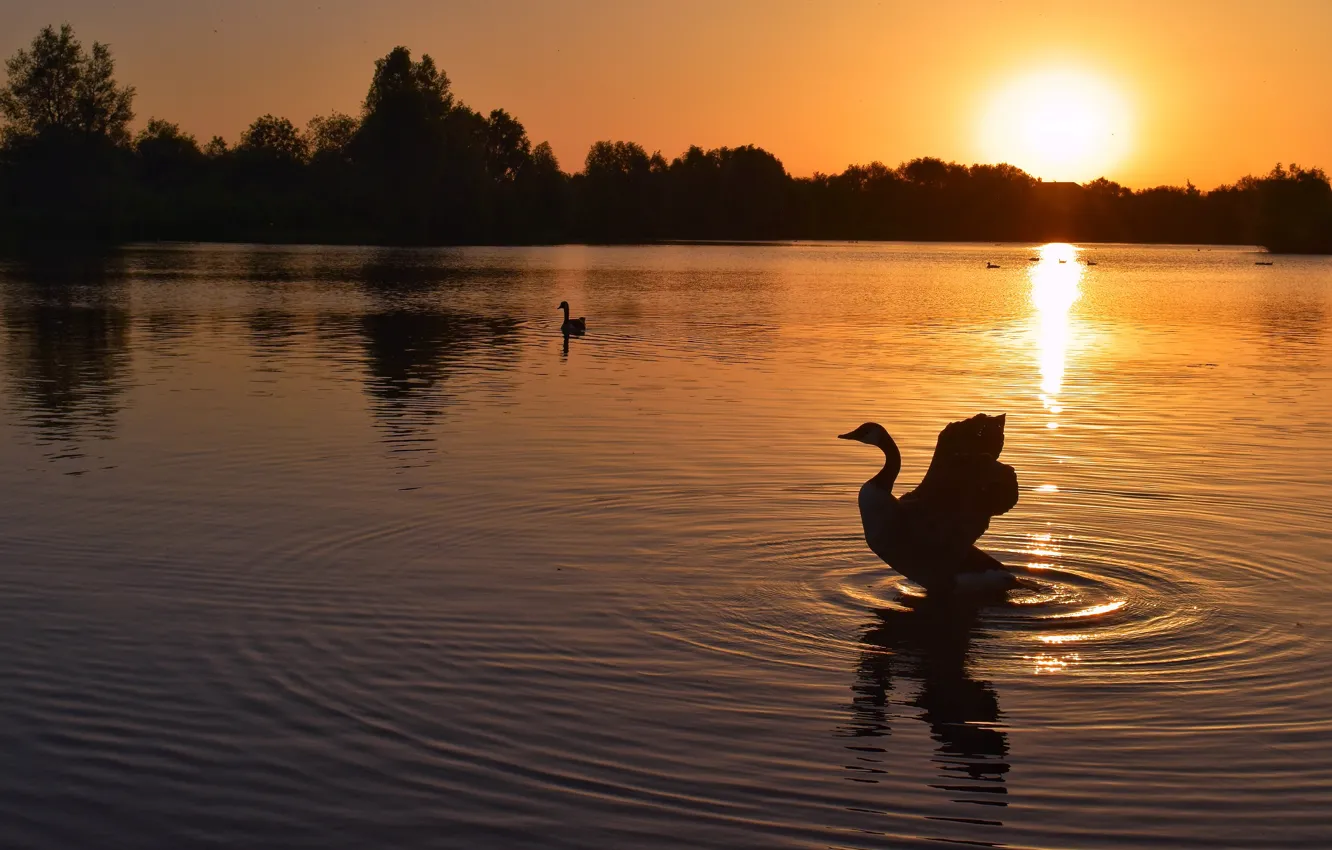 Фото обои небо, вода, солнце, закат, отражение, птица, берег, крылья