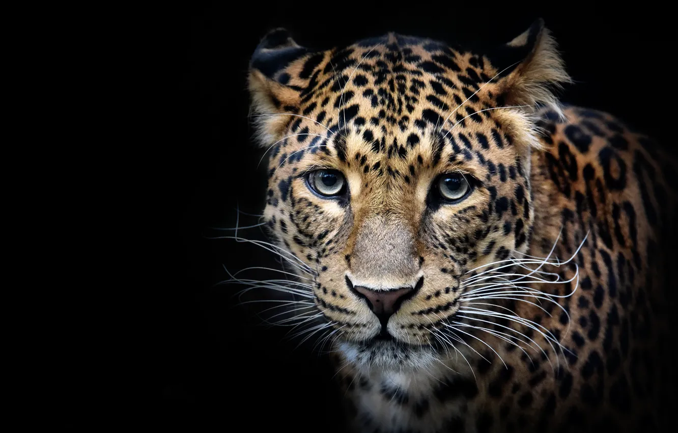 Фото обои взгляд, морда, Леопард, портрет, хищник, дикая кошка, чёрный фон