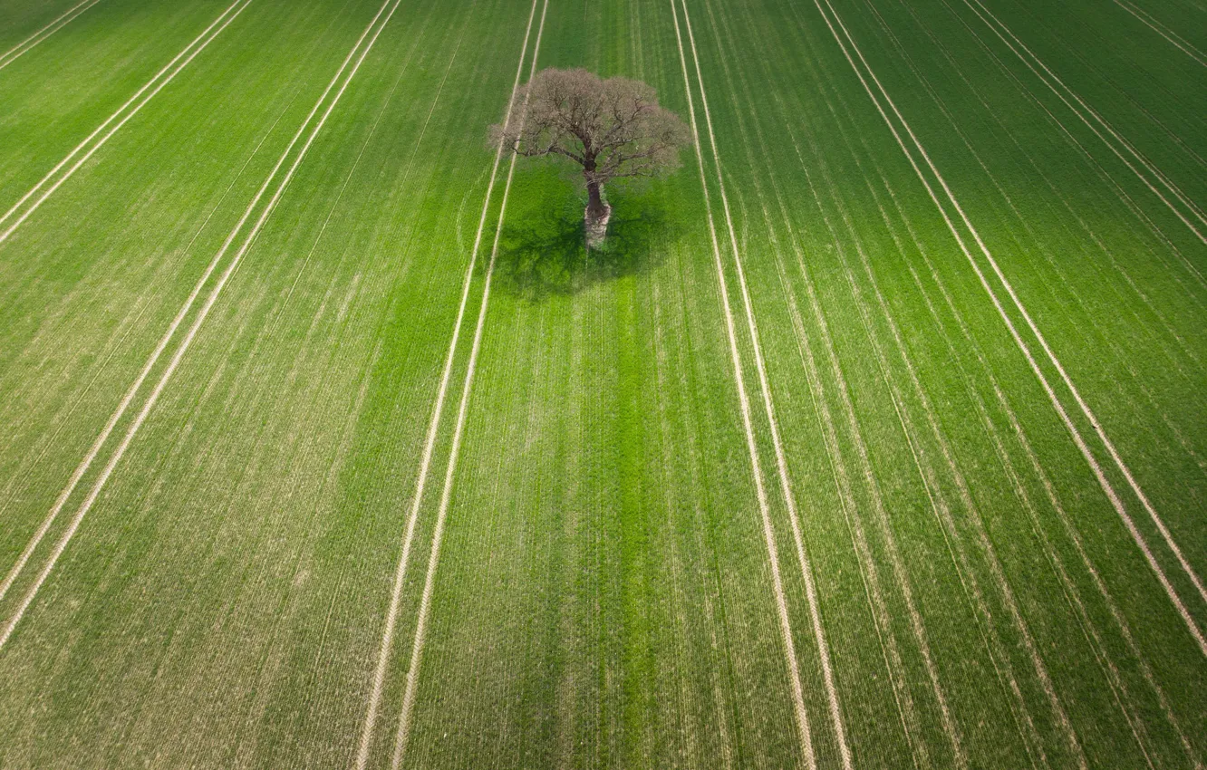 Фото обои поле, природа, дерево