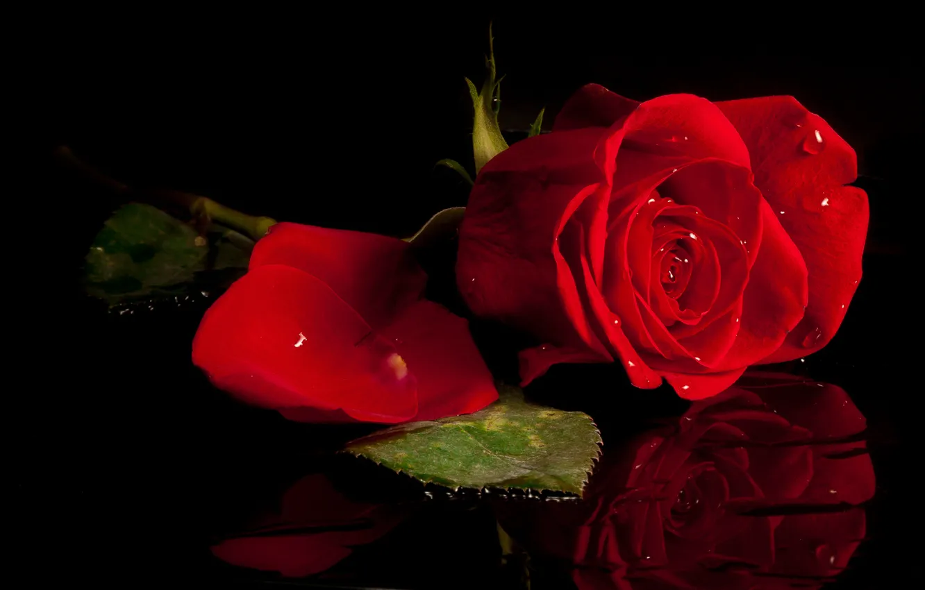 Фото обои капли, красный, роза, лепестки