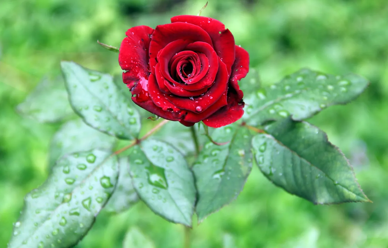 Фото обои лето, дождь, роза