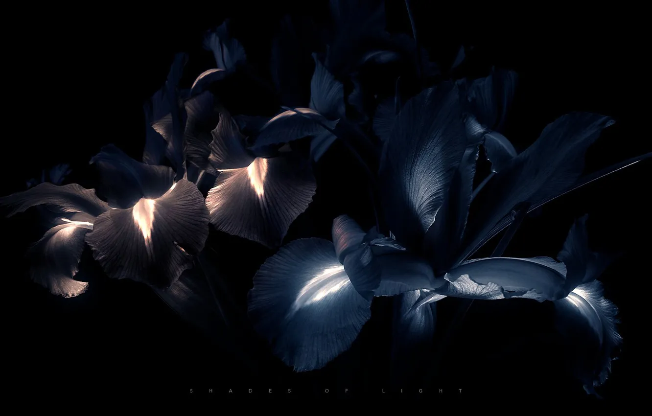 Фото обои цветы, чёрные, Ирисы