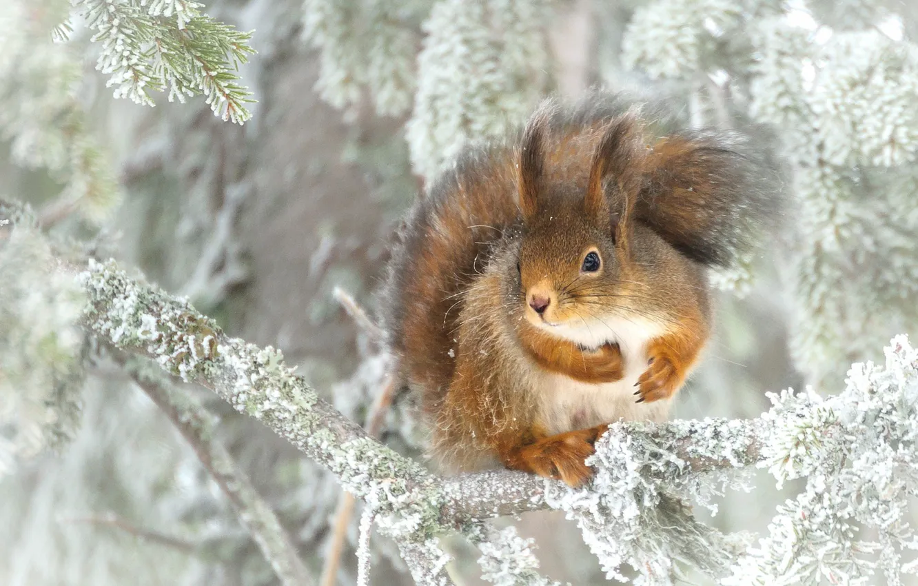 Фото обои иней, ветки, белка, сидит