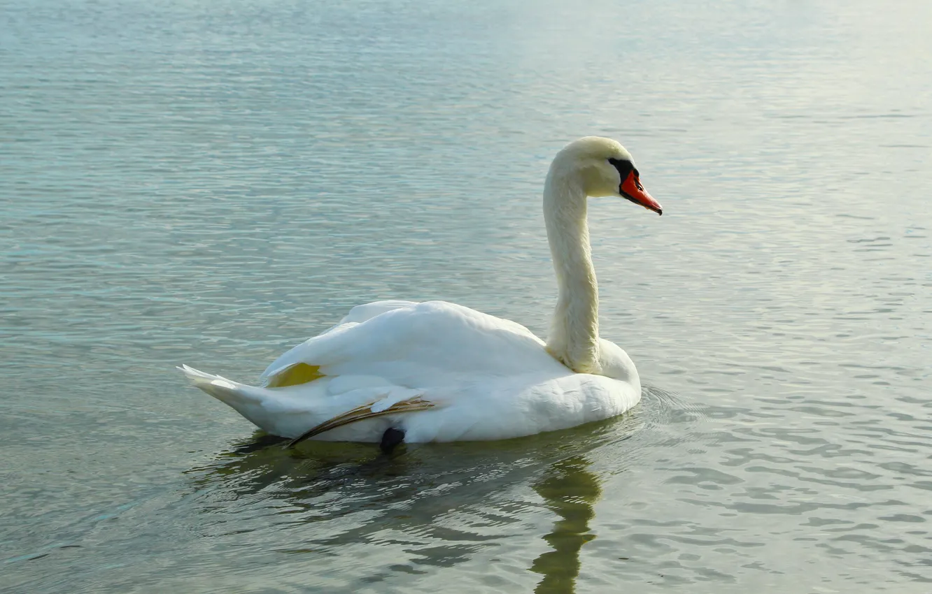 Фото обои white, swan, sea, ocean, bird, water