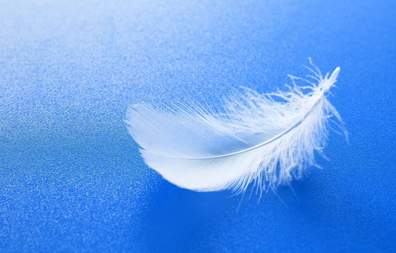 Фото обои light, fragile, pattern, macro, smooth, soft, single, feather