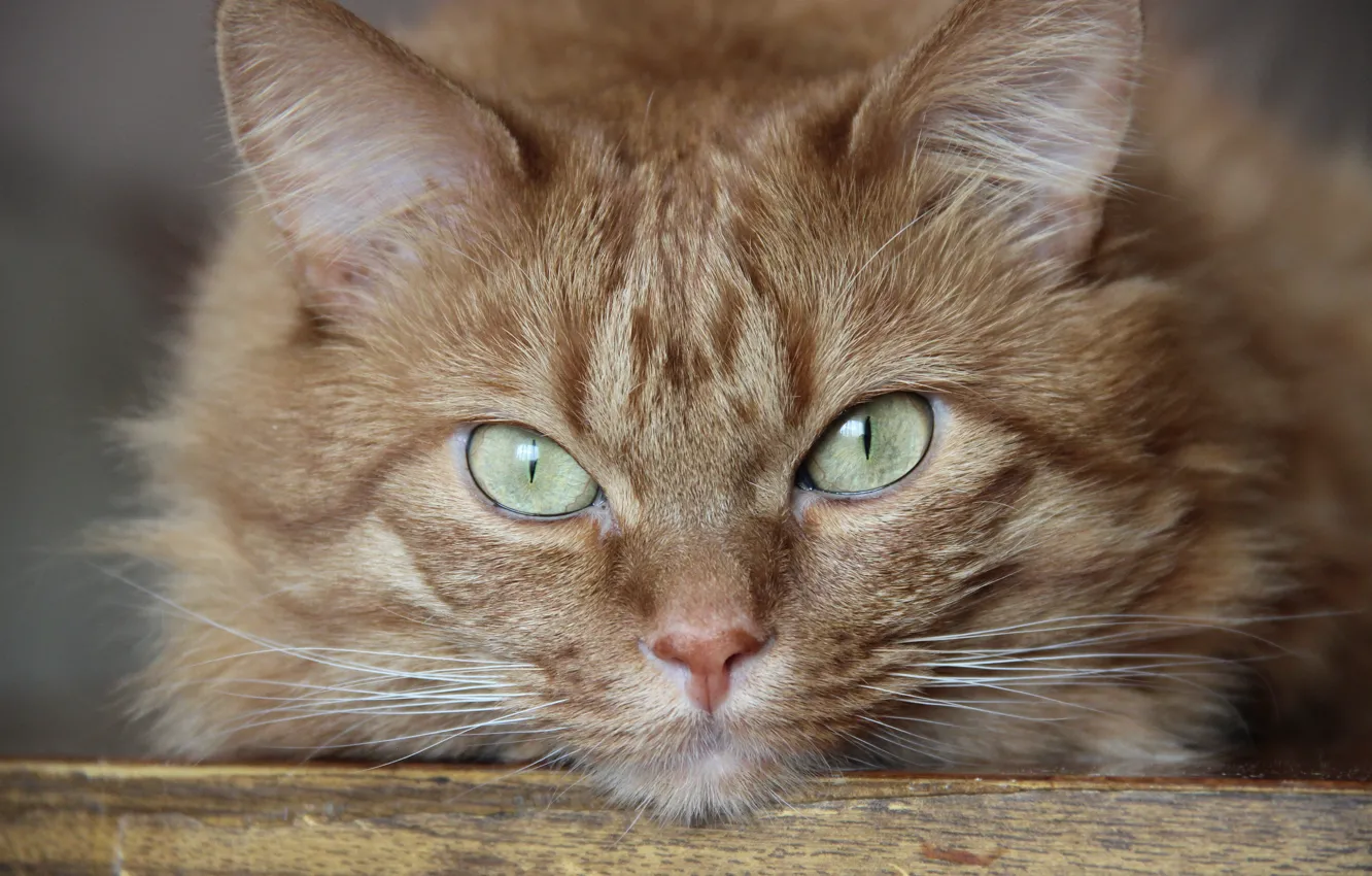Фото обои глаза, кот, усы, свет, кошки, зеленый, серый, ковер