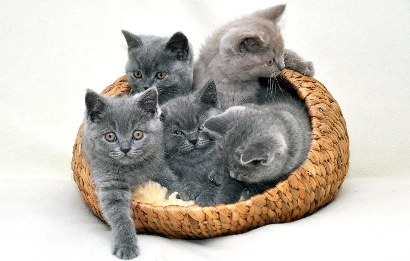 Фото обои корзина, котята, серые