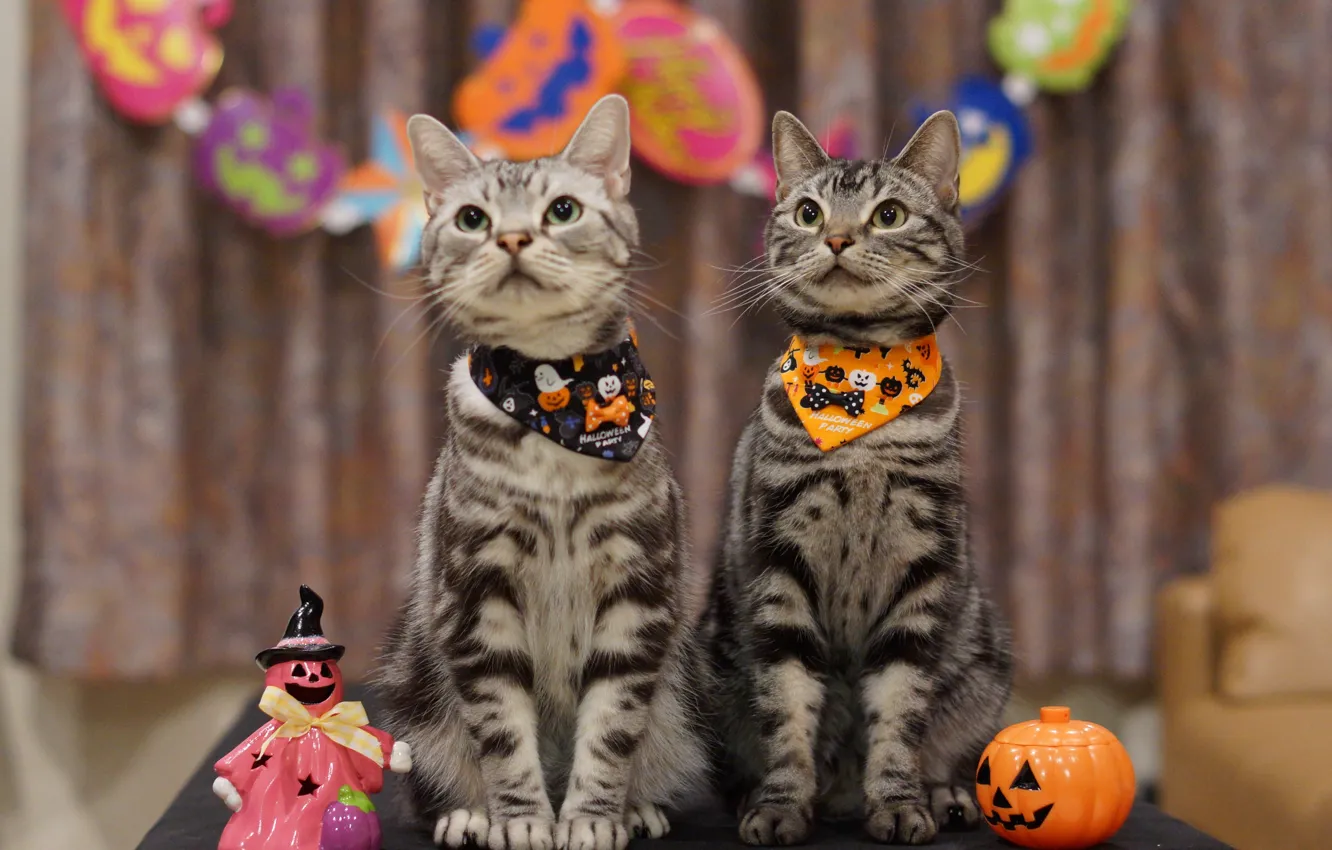 Фото обои праздник, коты, хэллоуин