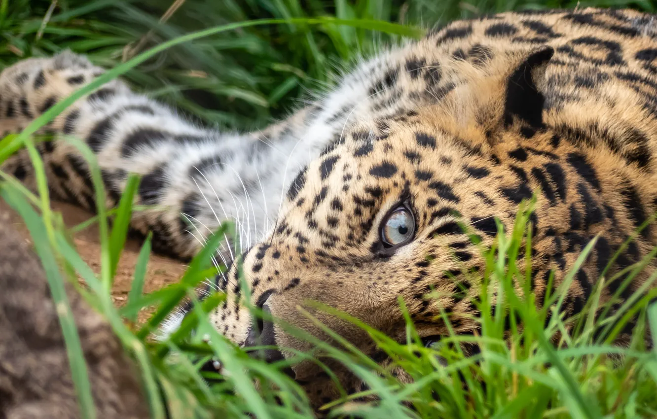 Фото обои трава, глаз, леопард