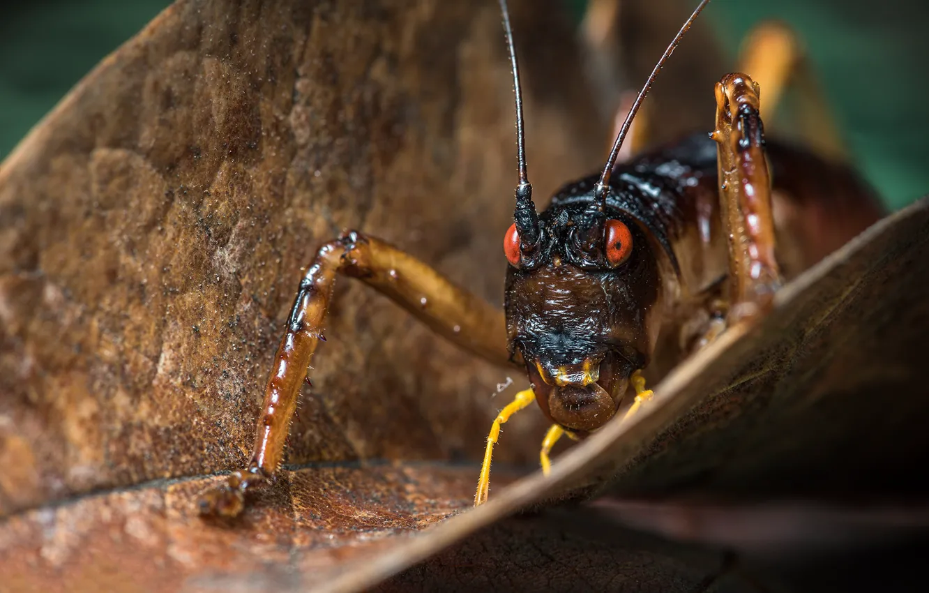 Фото обои усы, взгляд, макро, фон, листок, лапки, насекомое, кузнечик