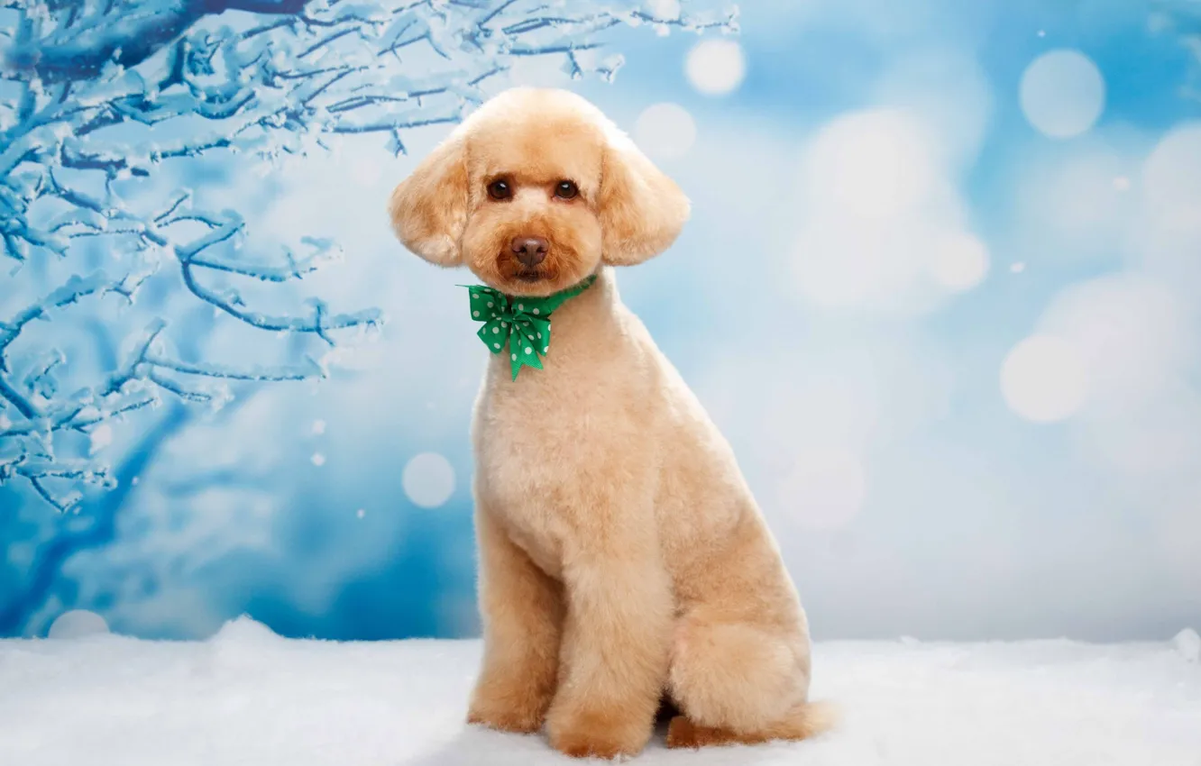 Фото обои снег, фон, собака, бантик, пудель, Наталья Ляйс
