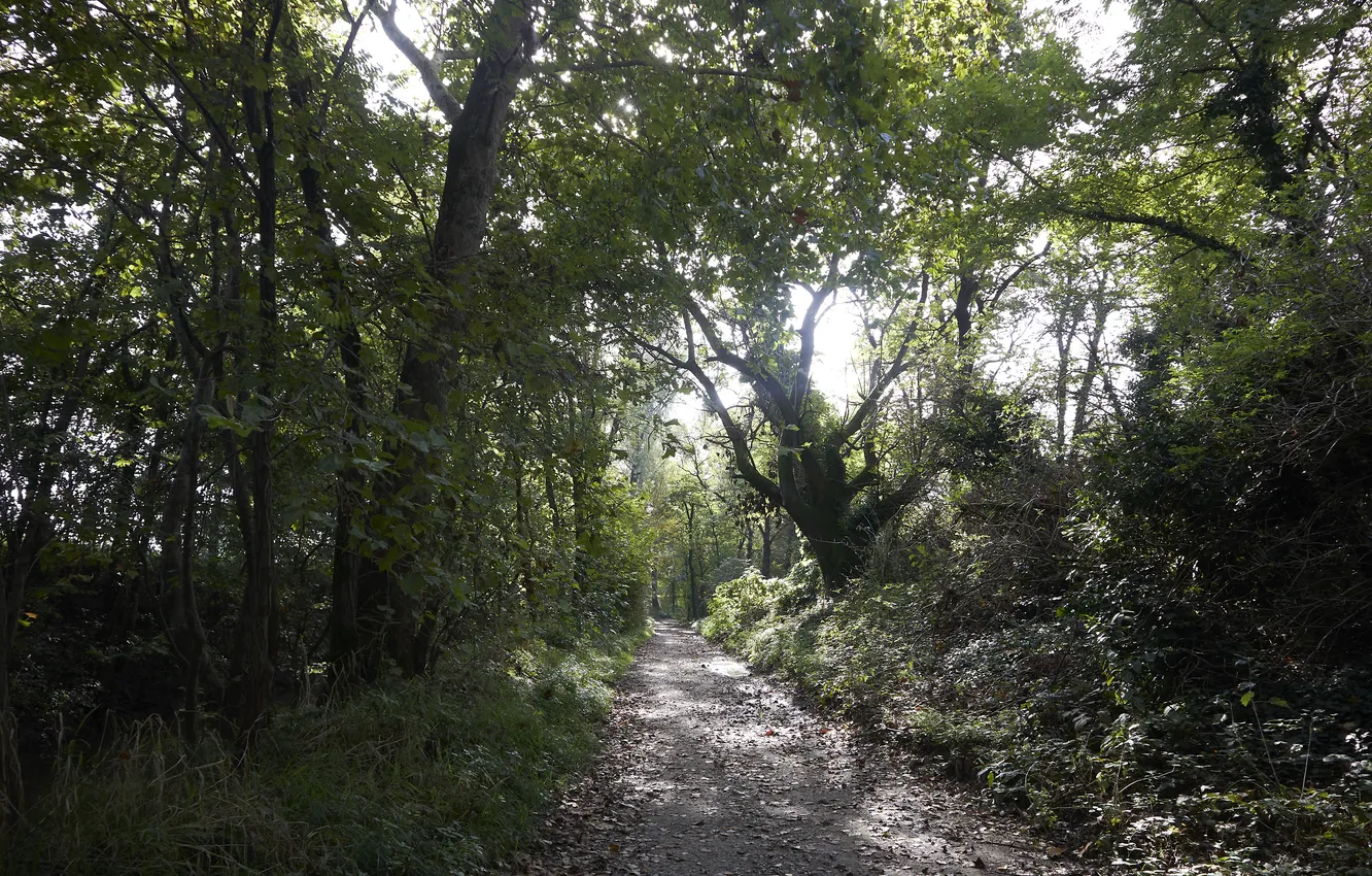 Фото обои осень, лучи солнца, autumn, sun rais, тропинка в лесу, path in the forest