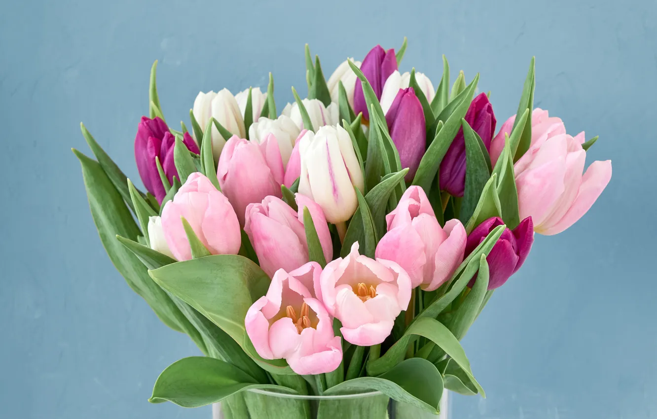 Фото обои цветы, букет, тюльпаны, розовые, pink, flowers, tulips, purple