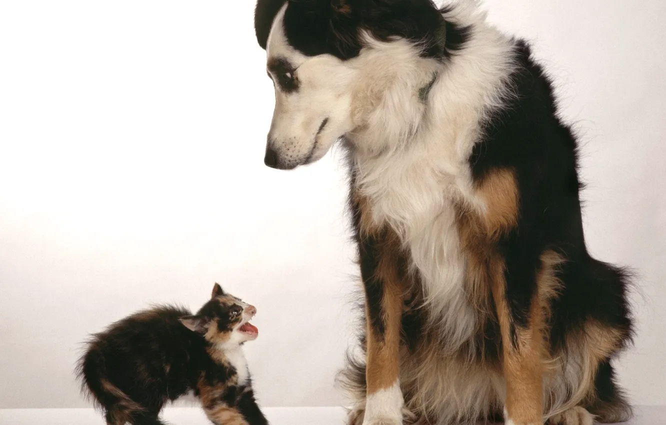 Фото обои котенок, испуг, Собака