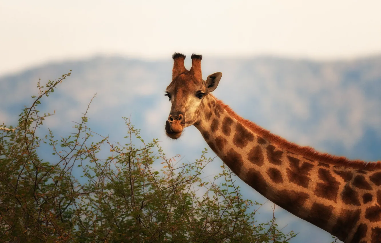 Фото обои колючки, жираф, шея, боке