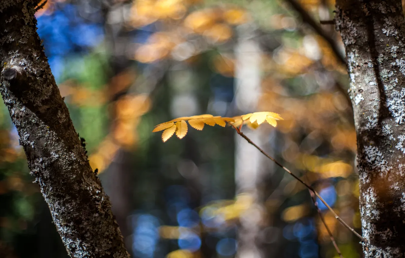 Фото обои осень, макро, свет, деревья, природа, блики, стволы, желтые