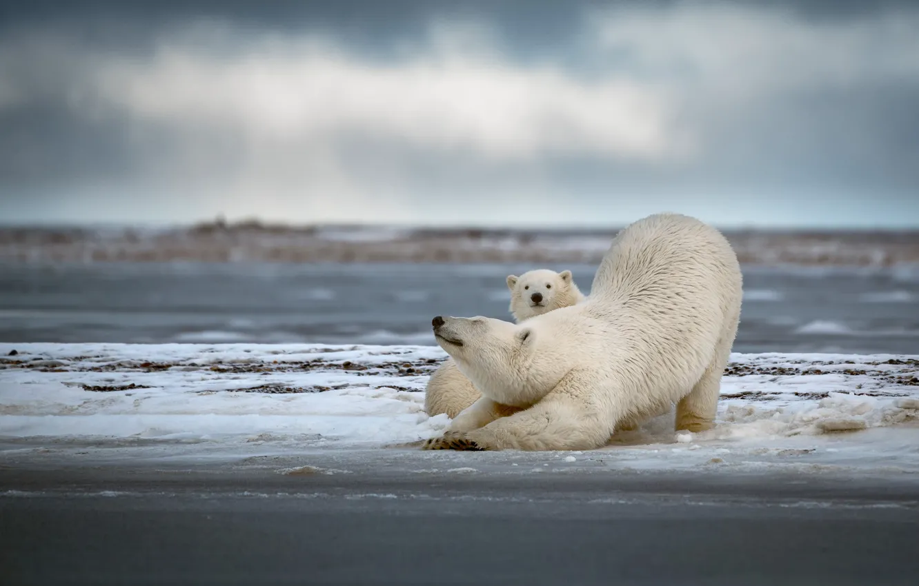 Фото обои зима, снег, медведи, пара, медвежонок, белые, белый медведь, детеныш